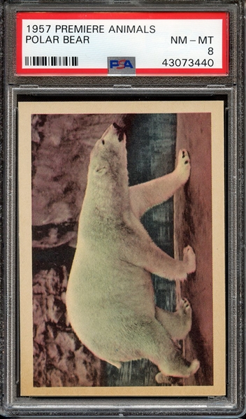1957 PREMIERE ANIMALS POLAR BEAR PSA NM-MT 8