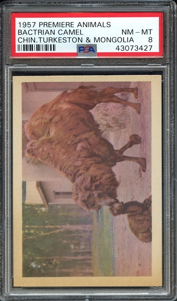 1957 PREMIERE ANIMALS BACTRIAN CAMEL CHIN.TURKESTON & MONGOLIA PSA NM-MT 8