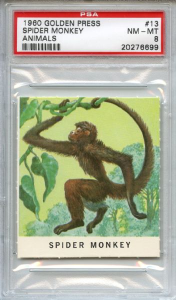 1960 Golden Press Animals 13 Spider Monkey PSA NM-MT 8