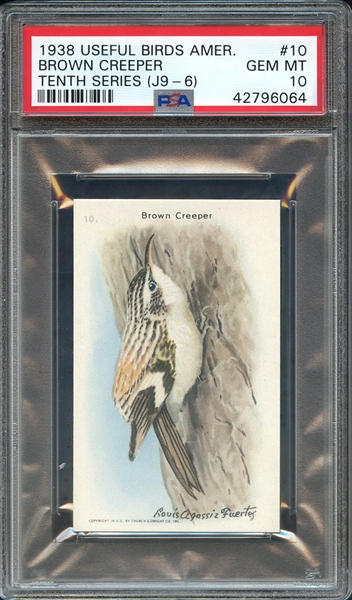 1938 CHURCH & DWIGHT COMPANY USEFUL BIRDS OF AMERICA TENTH SERIES (J9-6) 10 BROWN CREEPER PSA GEM MT 10