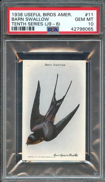 1938 CHURCH & DWIGHT COMPANY USEFUL BIRDS OF AMERICA TENTH SERIES (J9-6) 11 BARN SWALLOW PSA GEM MT 10