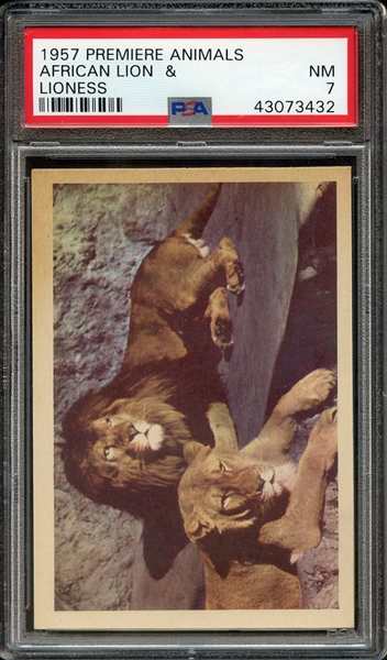 1957 PREMIERE ANIMALS AFRICAN LION & LIONESS PSA NM 7