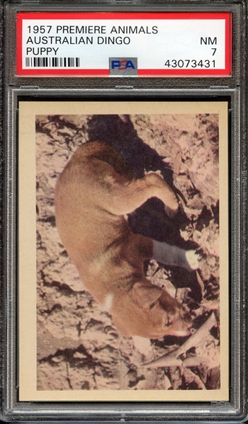 1957 PREMIERE ANIMALS AUSTRALIAN DINGO PUPPY PSA NM 7