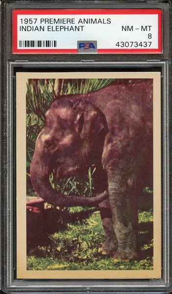 1957 PREMIERE ANIMALS INDIAN ELEPHANT PSA NM-MT 8