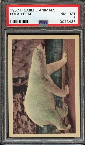 1957 PREMIERE ANIMALS POLAR BEAR PSA NM-MT 8