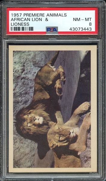 1957 PREMIERE ANIMALS AFRICAN LION & LIONESS PSA NM-MT 8